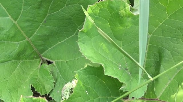 The green leaves of the lesser burdock. Arctium. HD video.