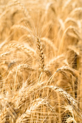 Golden wheat in the field, closeup, selective focus. Spikes of ripe wheat field background, free space. Agriculture, agronomy and farming background. Harvest concept
