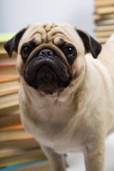 Funny dog on the background of books