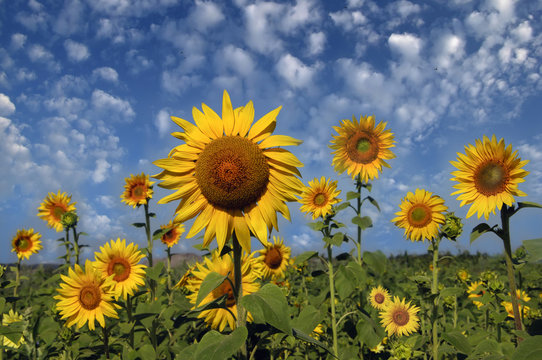 Field of sunflowers and blue sky background
