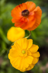 橙色をバックに黄色のハナキンポウゲの花