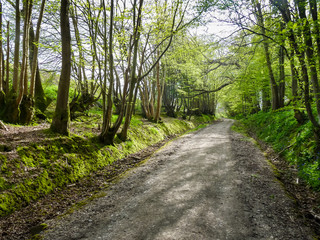 Fototapeta premium Tree lined pathway