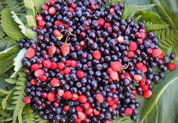 Forest berries lying on green leaves, close up.