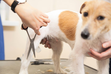 Hairdresser mows fur on the paws of Jack Russell Terrier