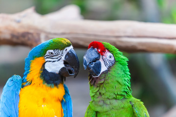 Parrots Ara