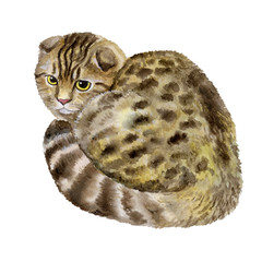 British cat isolated on white background. Watercolor. Picture. Template. Spotted cat