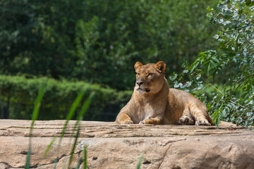 Naklejka premium Lioness resting on a big stone in safari park, Italy