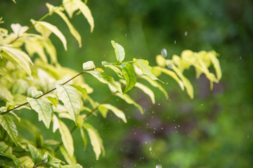 Raining with water splash on plant.