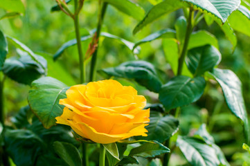 Yellow rose flower blossom