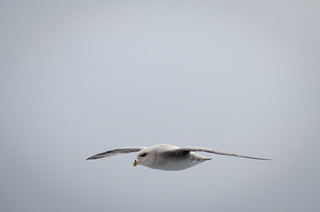 Artic fulmars in flight