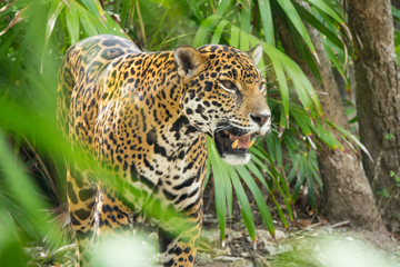 Fototapeta na wymiar Jaguar in the jungle