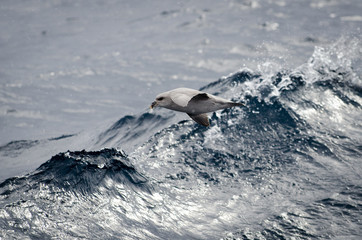 Artic fulmars in flight