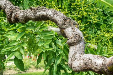Sophora japonica tree. tree leaves. A thick branch of Sophora. Acacia. Blurred Background of green leaves.