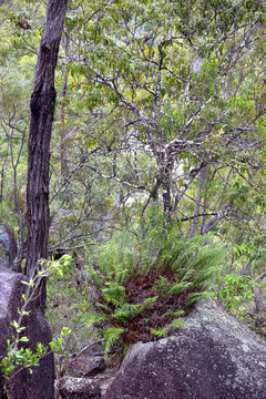 Granite with basket fern in forest