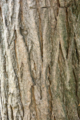 Sophora japonica tree. Bark of tree. Tree trunk. Acacia. Natural Background.