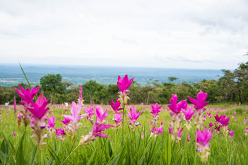 beautiful of pink flower field of Siam tulip with flare of sun at Sai Thong National Park, Chaiyaphum Province, Thailand.