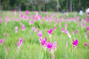 Obraz na płótnie Canvas beautiful of pink flower field of Siam tulip with flare of sun at Sai Thong National Park, Chaiyaphum Province, Thailand.
