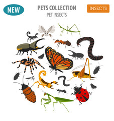 Pet insects breeds icon set flat style isolated on white. House keeping bugs, beetles, sticks, spiders and other collection. Create own infographic about pets