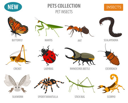 Pet insects breeds icon set flat style isolated on white. House keeping bugs, beetles, sticks, spiders and other collection. Create own infographic about pets