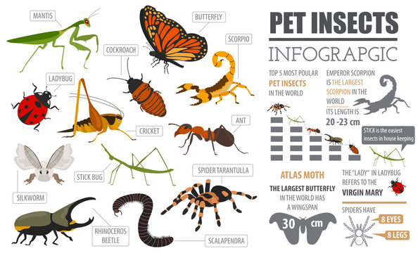 Pet insects breeds icon set flat style isolated on white. House keeping bugs, beetles, sticks, spiders and other collection. Create own infographic about pets