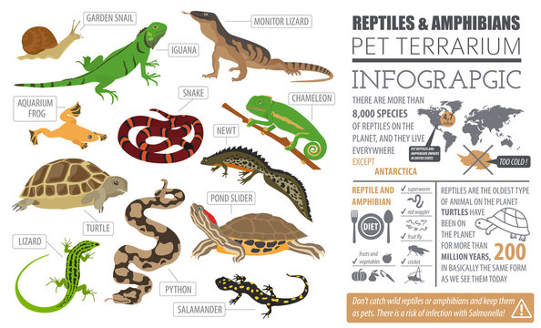 Pet reptiles and amphibians icon set flat style isolated on white. House keeping this animals collection. Create own infographic about pets