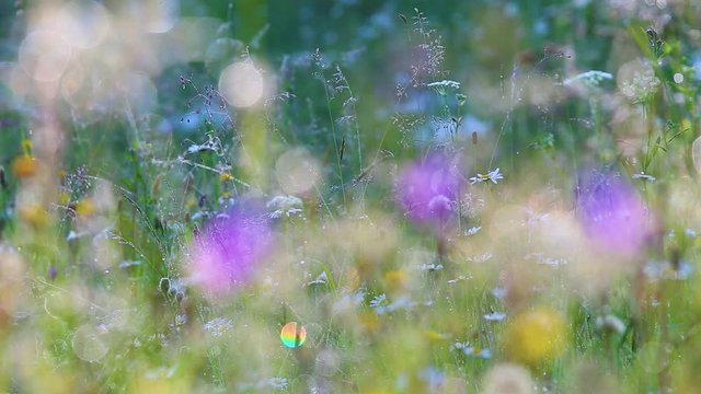 Beautiful morning nature floral background. Closeup of blurry purple bell-flowers in foreground and green fresh grass with seeds and sparkling drops of dew in charming light of morning summer sun.