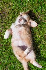 Funny puppy creamy color sitting on the green grass. First walk