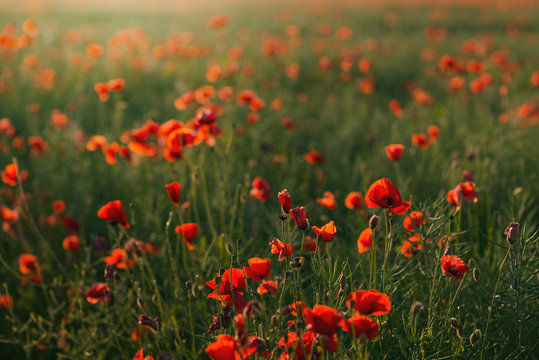 Mohnfeld im Sonnenuntergang