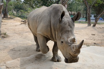 Naklejka premium rhinoceros