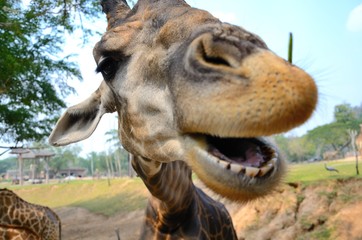 Fototapeta premium giraffe