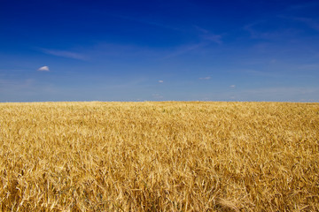 Golden barley field before harvest in hot summer. Endless field of grain and blue sky as a background. 