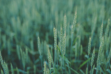 Harvest. Wheat field in the evening sun