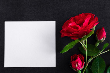 White blank condolence card with red roses on the dark background. Fresh flowers. Empty place for a text.