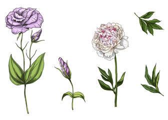 Set with peony and eustoma flowers, leaves and stems isolated on white background. Botanical vector illustration