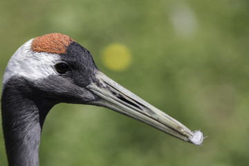 Manchurian (also red-crowned or Japanese) crane (Grus japonensis) head in close up