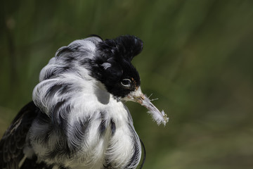 Fototapeta premium Messy eater. Male ruff with feathers stuck to beak.