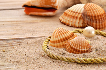 shells