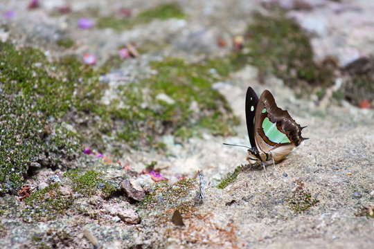 Beautiful butterfly on the stone floor