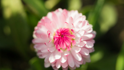 Fototapeta premium A daisy flower on a green background. One field daisy in the field of gerbera or daisy beautiful pink flowers in the garden with spring bokeh background