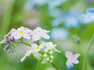Fototapeta premium Flowers forget-me-nots blue and pink as a concept of boy and girl attitude of the sexes of love and harmonious relations in the family
