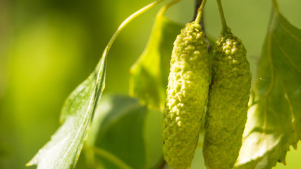 Bright birch branches with buds in the sunlight