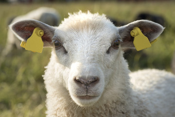 Lamb closeup