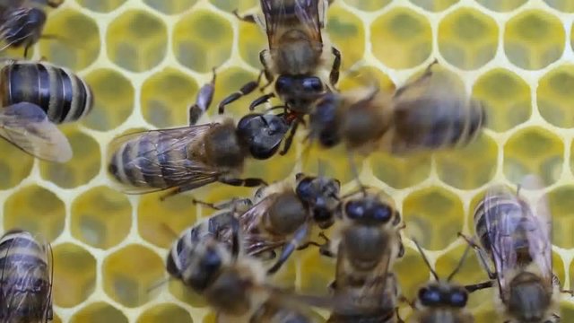 Architectural abilities of bees.
Bees build honeycombs. Work in a team.
