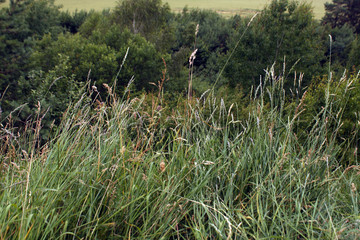 wild green grass and trees