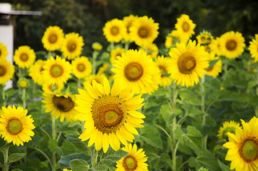 Sunflower plant on field