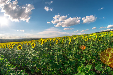 Field of sunflowers on a summer day, a fisheye landscape.