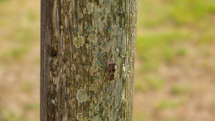 Large insect on wooden post on the island of Menorca