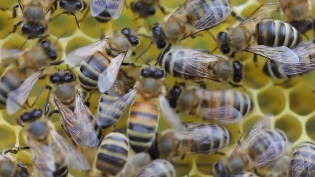 Bees build honeycombs. Work in a team.