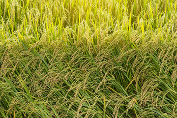 Yellow rice seeds abundant.