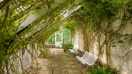 Sheltered area within a derelict greenhouse overgrown with vines